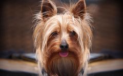 Чому йорк пахне собакою чому йоркширський тер'єр пахне собакою