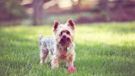 De ce mirosul York de câine de ce Yorkshire Terrier miroase câine