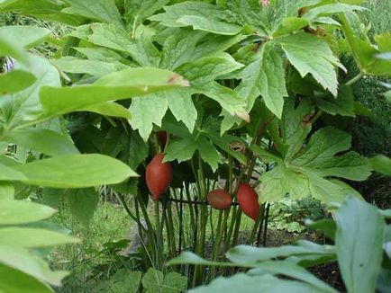 plantare Podophyllum și de îngrijire, specii și varietăți, fotografii