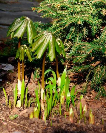 Podophyllum ültetés és gondozás, a fajok és fajták, Photo (leszállás podofilla) Podophyllum ültetés és gondozás, a fajok és fajták, fotók