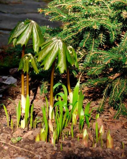 plantare Podophyllum și de îngrijire, specii și varietăți, fotografii