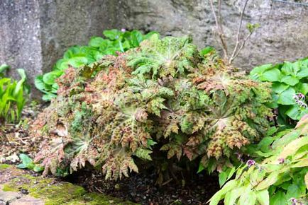 plantare Podophyllum și de îngrijire, specii și varietăți, fotografii