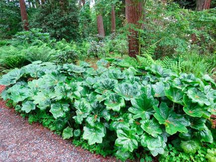 plantare Podophyllum și de îngrijire, specii și varietăți, fotografii