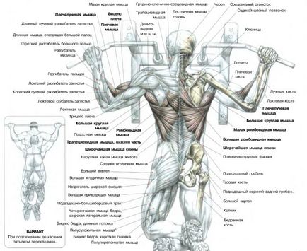 Pull-up-uri pe bara de utilizare, tehnologie, tipuri, programe, scheme