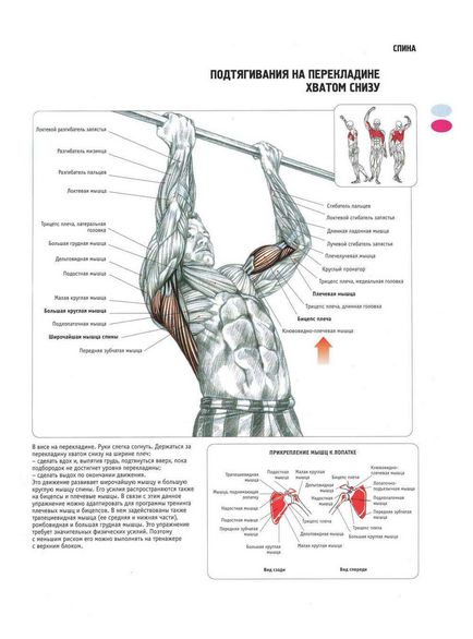 Pull-up-uri pe bara de utilizare, tehnologie, tipuri, programe, scheme