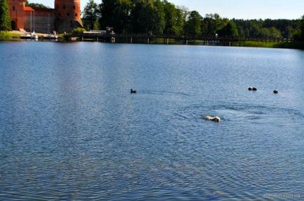 O excursie de la Vilnius la turul Trakai de la Castelul Trakai