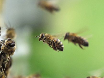 Політ бджоли (фото) - блог бджоляра Ільшата асмандіярова