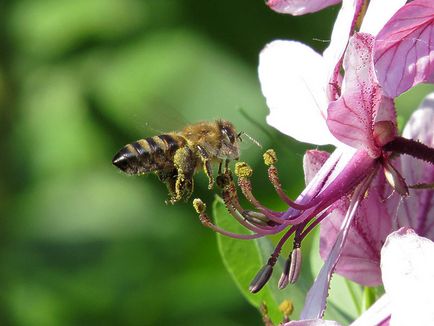 Flight méhek (fotó) - a blog méhész Ilshat asmandiyarova