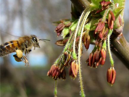 Політ бджоли (фото) - блог бджоляра Ільшата асмандіярова