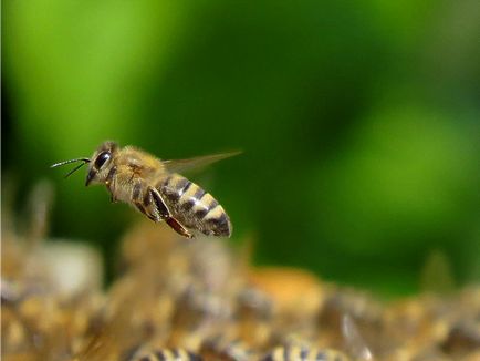 Flight méhek (fotó) - a blog méhész Ilshat asmandiyarova