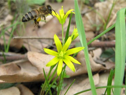 Zborul unei albine (foto) - blog al unui apicultor ilshata asmandiyarov