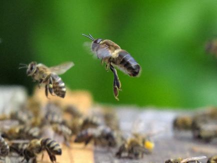 Zborul unei albine (foto) - blog al unui apicultor ilshata asmandiyarov