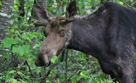 Semnele câmpului de los - lumea cunoașterii