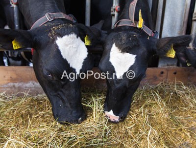 Повноцінна вуглеводна добавка для корів і інших жуйних тварин