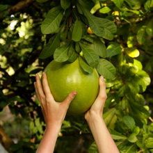 Pomelo fotografie de fructe, în cazul în care un copac pomelo crește, cum să crească un pomelo de la o piatră - un lucru ușor