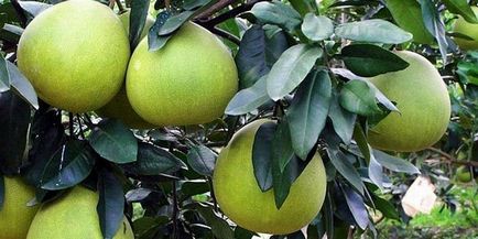 Pomelo fotografie de fructe, în cazul în care un copac pomelo crește, cum să crească un pomelo de la o piatră - un lucru ușor