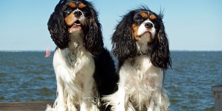 Rasă de câini cavalier regele charles spaniel (60 fotografii) regele blenheim, cocker regal, prinț,