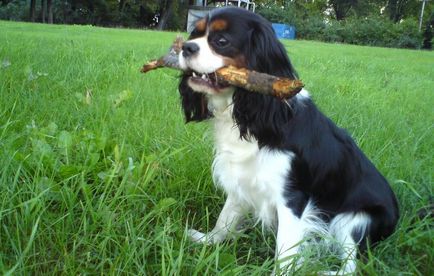 Rasă de câini cavalier regele charles spaniel (60 fotografii) regele blenheim, cocker regal, prinț,