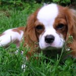 Rasă de câini cavalier regele charles spaniel (60 fotografii) regele blenheim, cocker regal, prinț,