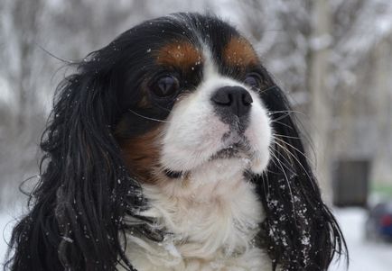 Rasă de câini cavalier regele charles spaniel (60 fotografii) regele blenheim, cocker regal, prinț,