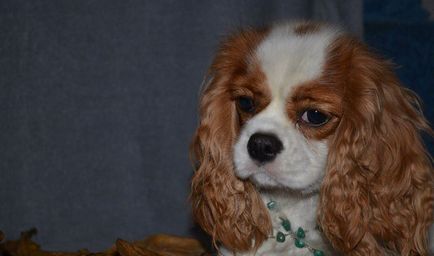 Rasă de câini cavalier regele charles spaniel (60 fotografii) regele blenheim, cocker regal, prinț,