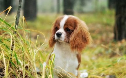 Rasă de câini cavalier regele charles spaniel (60 fotografii) regele blenheim, cocker regal, prinț,