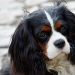 Rasă de câini cavalier regele charles spaniel (60 fotografii) regele blenheim, cocker regal, prinț,