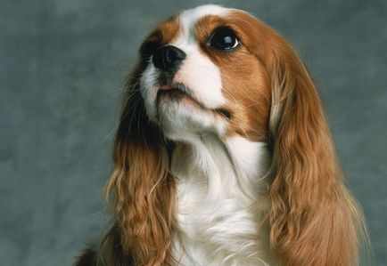 Порода собак кавалер кінг чарльз спанієль (60 фото) король Бленхейм, королівський кокер, принц,