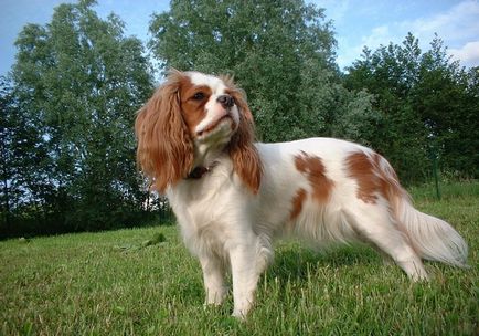 Rasă de câini cavalier regele charles spaniel (60 fotografii) regele blenheim, cocker regal, prinț,