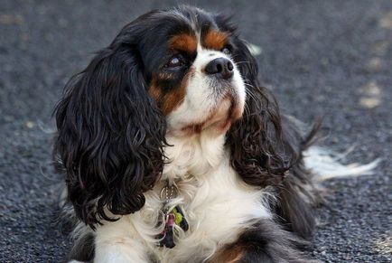 Rasă de câini cavalier regele charles spaniel (60 fotografii) regele blenheim, cocker regal, prinț,