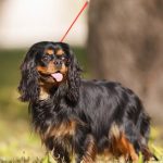 Rasă de câini cavalier regele charles spaniel (60 fotografii) regele blenheim, cocker regal, prinț,