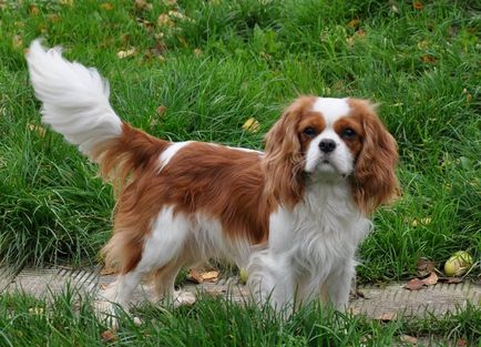 Rasă de câini cavalier regele charles spaniel (60 fotografii) regele blenheim, cocker regal, prinț,