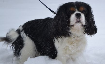 Rasă de câini cavalier regele charles spaniel (60 fotografii) regele blenheim, cocker regal, prinț,