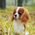 Rasă de câini cavalier regele charles spaniel (60 fotografii) regele blenheim, cocker regal, prinț,