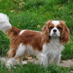 Rasă de câini cavalier regele charles spaniel (60 fotografii) regele blenheim, cocker regal, prinț,