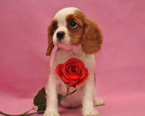 Rasă de câini cavalier regele charles spaniel (60 fotografii) regele blenheim, cocker regal, prinț,