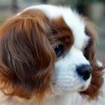 Rasă de câini cavalier regele charles spaniel (60 fotografii) regele blenheim, cocker regal, prinț,