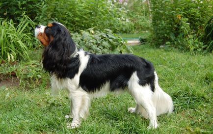 Rasă de câini cavalier regele charles spaniel (60 fotografii) regele blenheim, cocker regal, prinț,