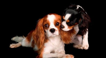 Rasă de câini cavalier regele charles spaniel (60 fotografii) regele blenheim, cocker regal, prinț,