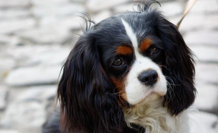 Rasă de câini cavalier regele charles spaniel (60 fotografii) regele blenheim, cocker regal, prinț,