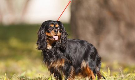 Rasă de câini cavalier regele charles spaniel (60 fotografii) regele blenheim, cocker regal, prinț,