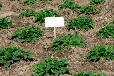 Plantarea schemei de căpșuni, alegerea locației și a solului, metodele de plantare a toamnei