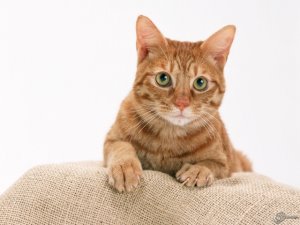 Szokások Fold macska, macskaféle asszisztens