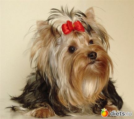 Az igazság a Yorkshire terrier kutyám csoport