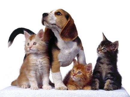 Reguli pentru păstrarea animalelor de companie, cum se înregistrează o pisică, un câine, cât costă