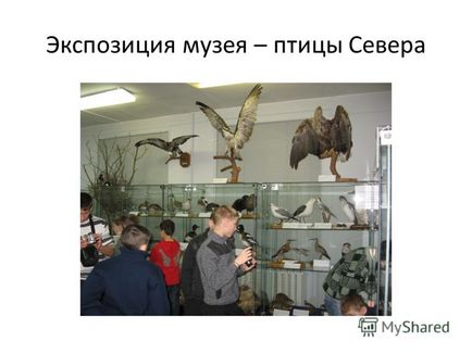 Prezentarea pe tema motivelor pentru care păsările din regiune dispare Moo mskoshi a realizat un studiu pe această temă