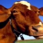 Причини вибуття високопродуктивних корів, тваринництво ВРХ