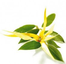 Aplicarea uleiului de ylang-ylang