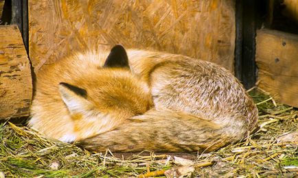 Приснилася лисиця до чого це, що означає уві сні лисиця