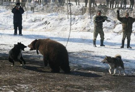 Vânătoare Laika - vânătoare și pescuit în Rusia și în străinătate